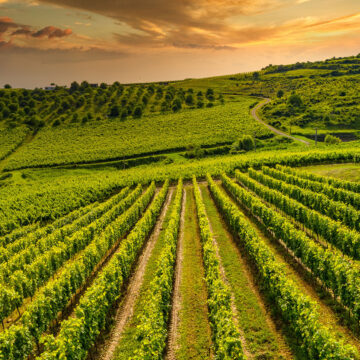 Turism viticol în România și în lume