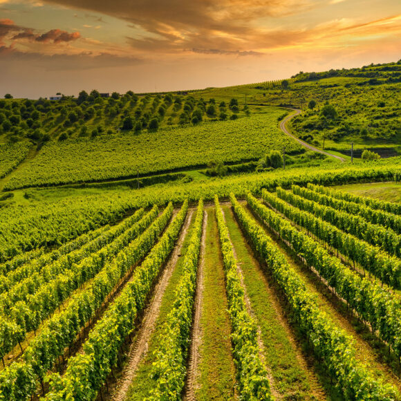Turism viticol în România și în lume