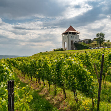Villa Vinea: Vinuri din inima Transilvaniei