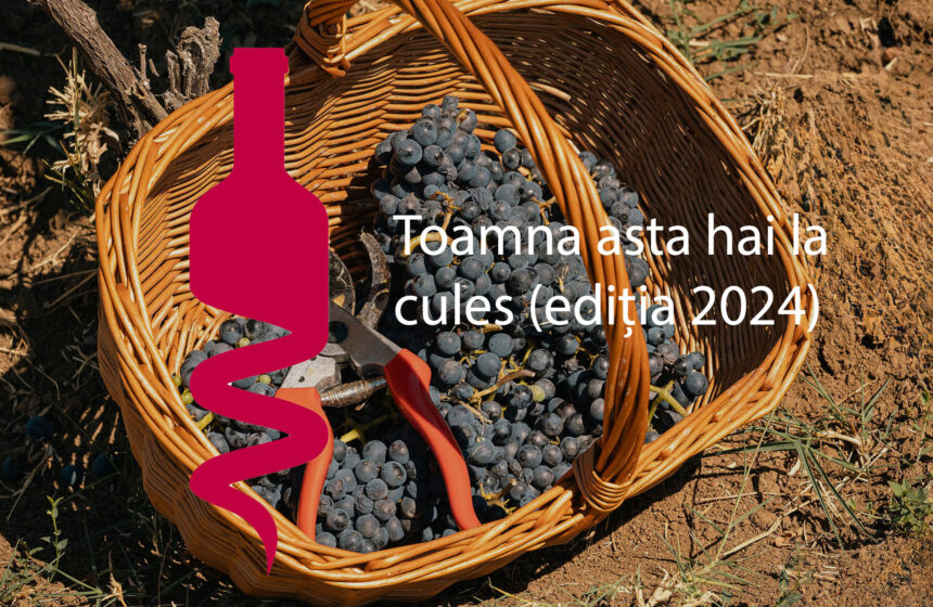 Toamna asta hai la cules + petreceri și degustări în vie (ediția 2024)